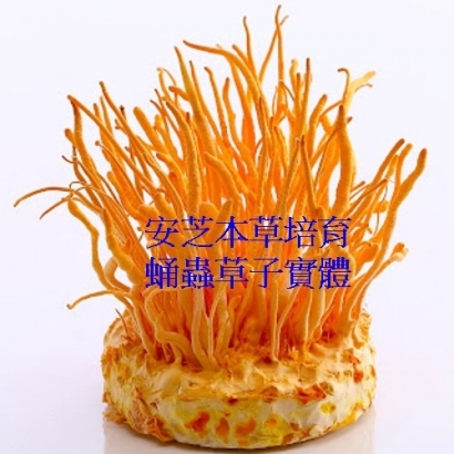 Cordyceps_Militaris_BLOG.jpg